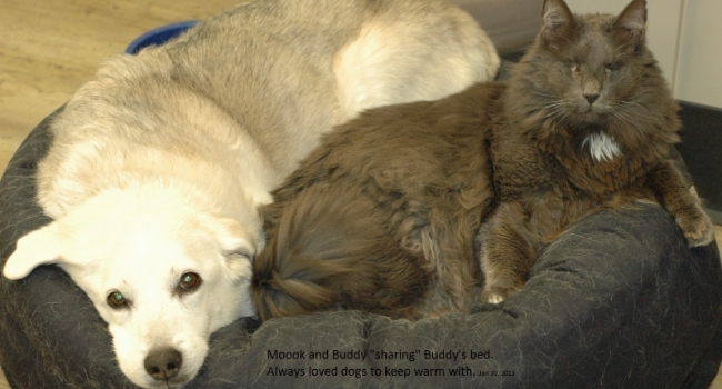 5-buddy-and-mook-in-buddys-bed-013013-crop